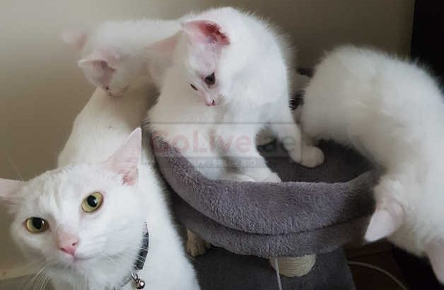 Turkish Angora Kittens for sale