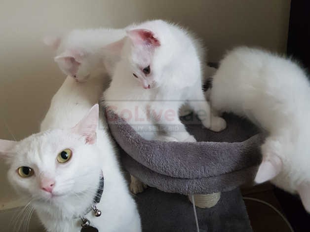 Turkish Angora Kittens For Sale Golive Ae Uae Classifieds Turkish Angora Kittens For Sale Golive Ae Uae Classifieds
