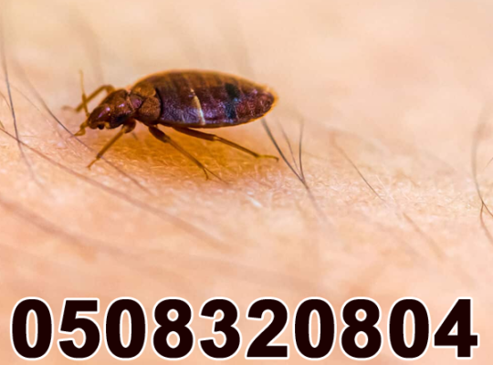 Low Cost Pest Control Bugs Control Al Barsha