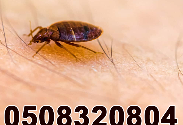 Low Cost Pest Control Bugs Control Al Barsha