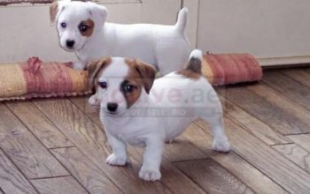 Jack Russell puppies available now