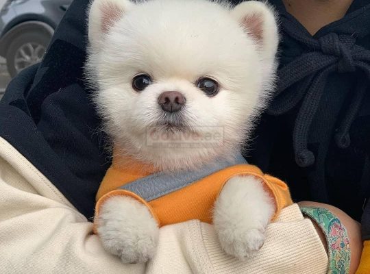 Trained Pomeranian Puppies for sale