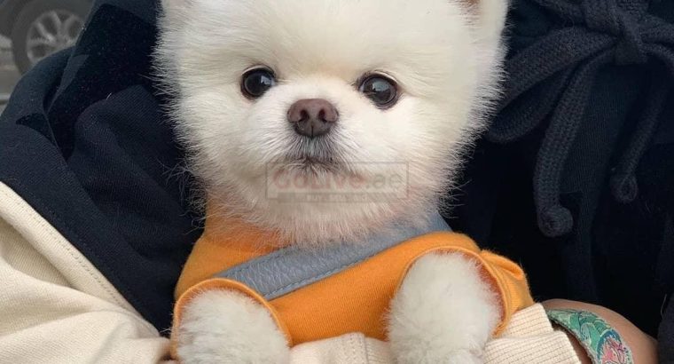 Trained Pomeranian Puppies for sale