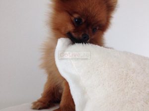 Trained Pomeranian Puppies for sale