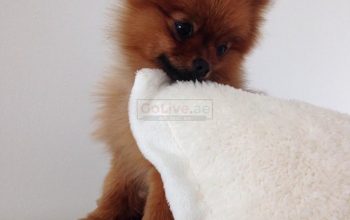 Trained Pomeranian Puppies for sale