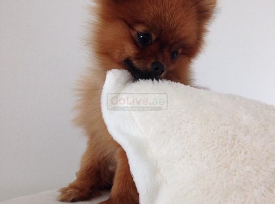 Trained Pomeranian Puppies for sale