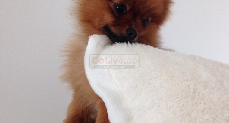 Trained Pomeranian Puppies for sale