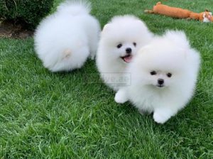 TWO BEAUTIFUL MALE AND FEMALE TEACUP POMERANIAN PUPPIES FOR SALE