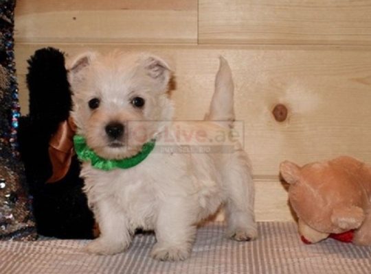 Gorgeous West Highland terrier puppies