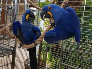 Super Friendly Hyacinth Macaw Parrots