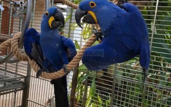 Super Friendly Hyacinth Macaw Parrots