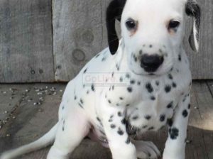male and female Dalmatian puppies ready to go