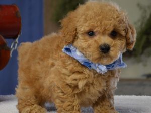 Adorable toy poodle puppies for sale