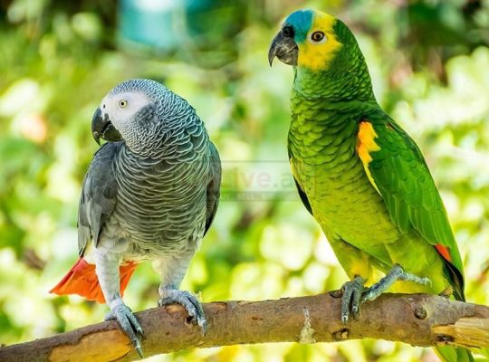 Panama amazon for sale