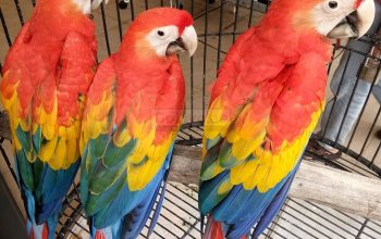 Beautiful and Talking Scarlet Macaw For Sale