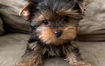 Gorgeous Teacup Yorkie puppies available