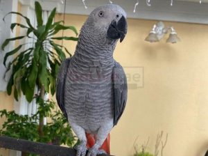 Talkative male and female African Grey parrots available now for sale