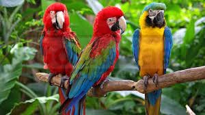 Severe Macaw for sale