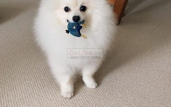 Stunning loved pom puppies available