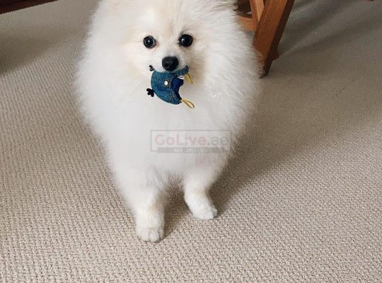 Stunning loved pom puppies available
