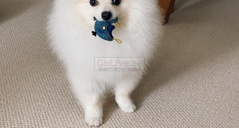 Stunning loved pom puppies available