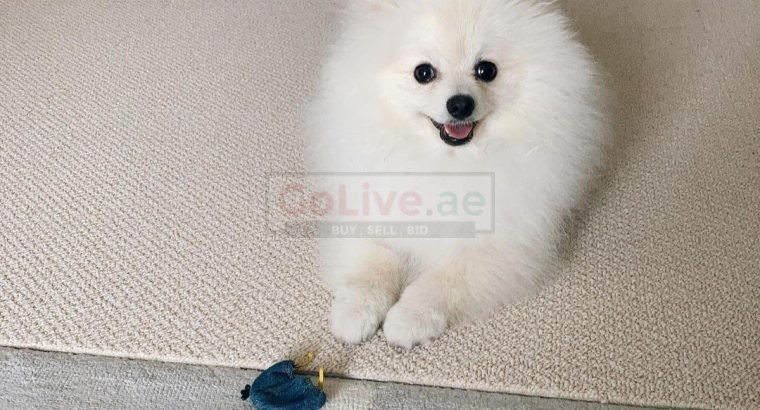 Stunning loved pom puppies available