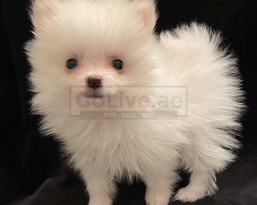 Beautiful Pomeranian puppies for good home