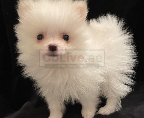 Beautiful Pomeranian puppies for good home