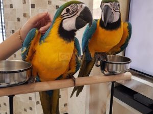 Talking Blue And Gold Macaw parrots for sale