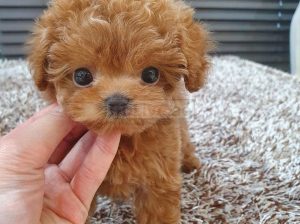 Potty Trained Male and female Toy Poodle Puppies for sale