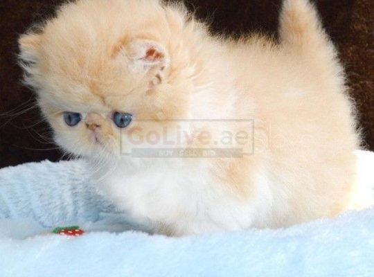 Exotic kittens for good home