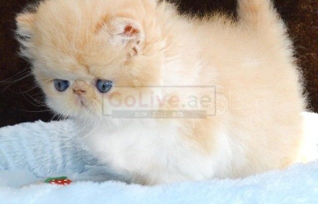 Exotic kittens for good home