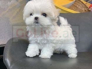 Male and female Maltese puppy for sale