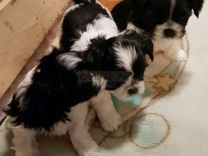 We have Shih Tzu puppies for sale