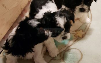 We have Shih Tzu puppies for sale