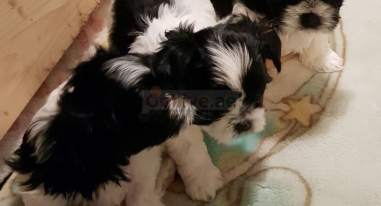 We have Shih Tzu puppies for sale