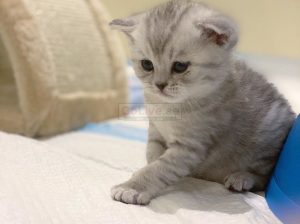 Scottish Fold kittens available for adoption,
