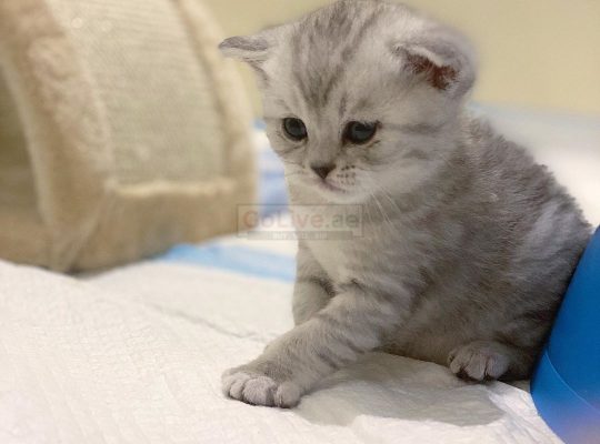 Scottish Fold kittens available for adoption,