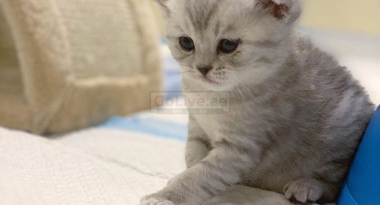Scottish Fold kittens available for adoption,