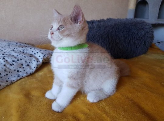 British shorthair kittens