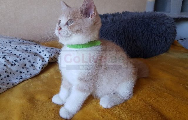 British shorthair kittens