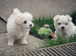 Male and Female Maltese puppies for sale