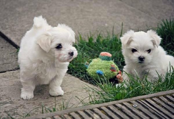 Male and Female Maltese puppies for sale