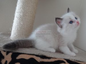 Birman male and female kittens for sale