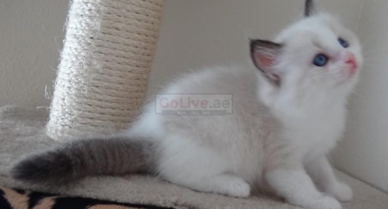Birman male and female kittens for sale