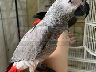 Talkative male and female African Grey parrots available now