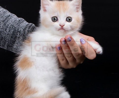 Munchkin shorthair Male and Female kitten