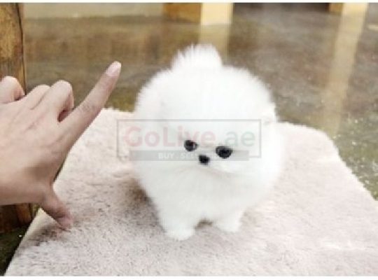 Pomeranian Puppies Ready for New Homes
