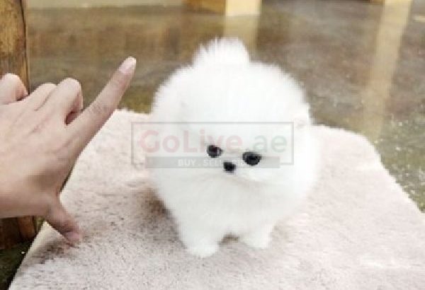 Pomeranian Puppies Ready for New Homes