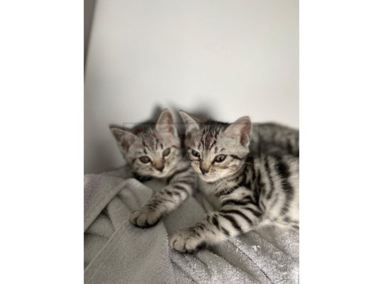bengal kittens available
